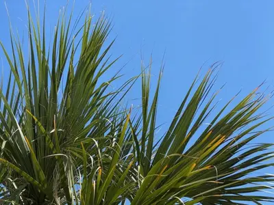a palm tree with the sky in the background at Vista Cay Lakeview Elysium condo in Orlando