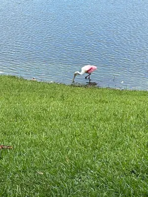 a bird standing in the grass near the water at Luxury Waterfront 3b2b Heated Pool , Game Room , Piano House in Kissimmee