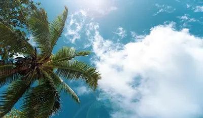 a palm tree with the sky in the background at Serene Stay at Terra Verde Resort by Shine Villas 111 townhouse in Kissimmee