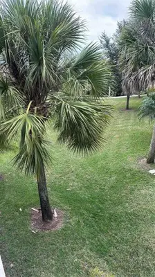 a palm tree in the middle of a field of grass at Disney Dream Home (7662508) in Orlando