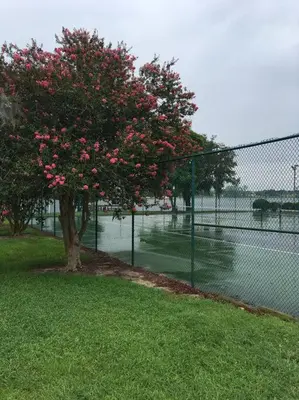 a tree with pink flowers next to a tennis court at Disney Backyard Oasis in Orlando