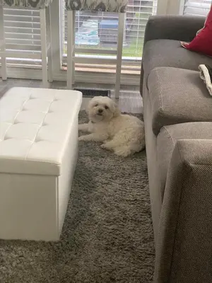 a white dog laying on the floor next to a couch at The Hidden Gem Cottage in Kissimmee