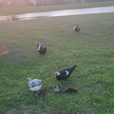 a group of birds standing in the grass at 4 Bedroom villa in Lake Berkley, Private Pool Fantastic View, Free WiFi, Theme Parks All Around! in Kissimmee