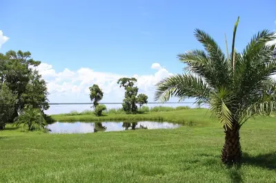 a palm tree in a field next to a pond at 3 Bed 2 Bath amazing Lakeview , Jacuzzi Bath Tub in Oviedo
