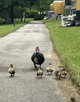 a duck and four ducks walking down a road at Ideal 3 BR Resort Villa with Laundry in Kissimmee
