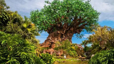 a tree in the middle of a park at Disney's Animal Kingdom Lodge in Orlando