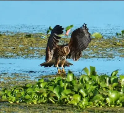 a couple of birds are standing in the water at FunTropicalTinyHomeGolfCartLake in Orlando