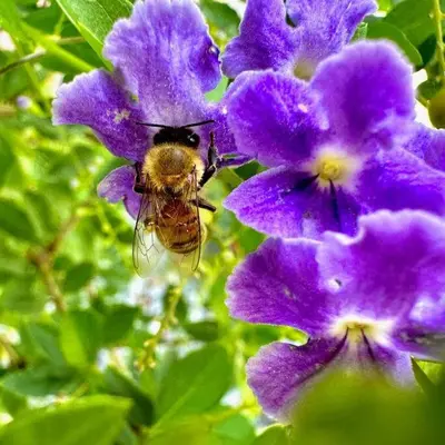 a bee is sitting on a purple flower at New Design-Movie Night Bar-Fire Pit-Hammocks-Games in Orlando