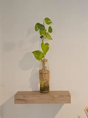 a plant in a vase on a wooden shelf at Newly Renovated Modern Studio in Oviedo