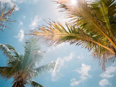 two palm trees with the sky in the background at Picture Renting Your Own Luxury Villa on the Exclusive Paradiso Grande Resort close to Disney Orlando Villa 6402 in Orlando