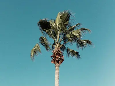 a palm tree in front of a blue sky at Imagine Your Family Renting This Luxury Contemporary Style Villa on Paradiso Grande Resor Orlando Villa 6403 in Orlando