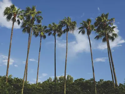 a row of palm trees against a blue sky at The Secret to Enjoying the Best Orlando Villa Holiday while Staying on Paradiso Grande Resort Orlando Villa 6409 in Orlando