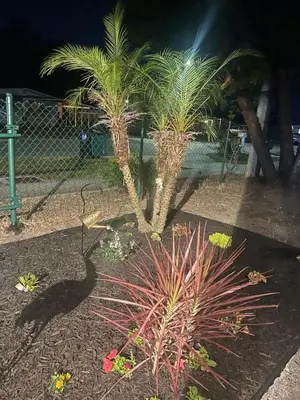 two palm trees in a garden at night at The Secret Garden Games Getaway in Orlando