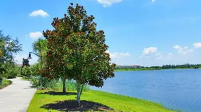 two trees on the grass next to a lake at 3-Story sanctuary Condo in the heart of Orlando85 in Orlando