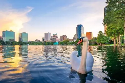 a swan in the water with a city in the background at Bungalow DT by Lake Eola KIA center Sleeps 12 in Orlando