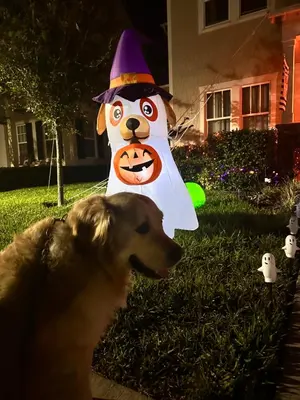 a dog standing in front of a halloween dog costume at Wharfside Waterfront in Kissimmee