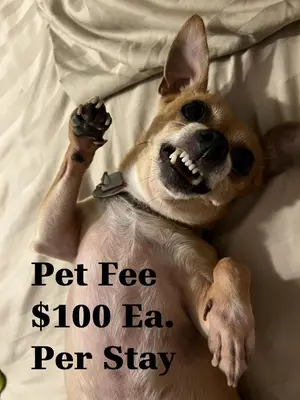 a dog laying on its back on a bed at Perfecto Mundo 4, Orlando Area 4BR-2BA Jacuzzi-Billiard-Ping Pong-City Pool in Orlando