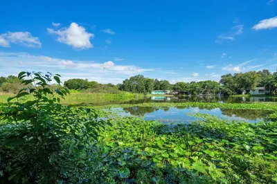 a pond in the middle of a field with green plants at Peaceful Lake View Retreat Near Parks 10 Minutes to Downtown in Orlando