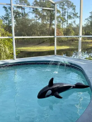 a dolphin swimming in a pool in a swimming pool at Magic getaway in Kissimmee