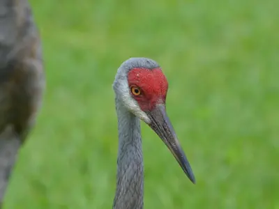 a close up of a bird with a red head at Holiday Home Familienfreundliche Villa nahe der Disney-Parks by Interhome in Orlando
