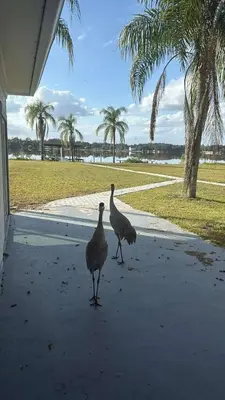 two birds walking on a sidewalk next to a building at Lakefront Luxury w Private Dock Sunrises in Orlando