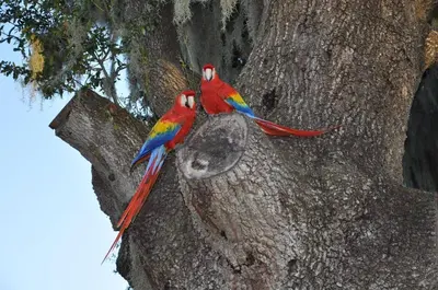 two colorful birds perched on the side of a tree at Charming Lakefront Apt Near Disney in Orlando