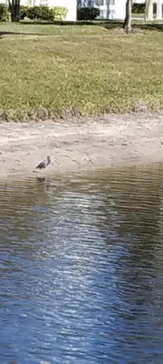 a bird is standing in the water at True Happiness, Housing Near Disney Word in Kissimmee
