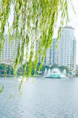 a tree branch hanging over a body of water with buildings at The EO Inn - Downtown Orlando in Orlando