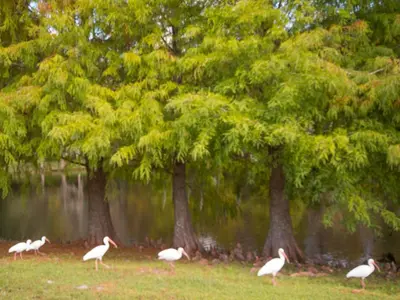 four white birds walking in the grass near trees at 3 Bed 258 in Kissimmee