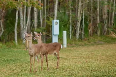two deer standing in the grass in a field at Tropical Palms Resort in Orlando