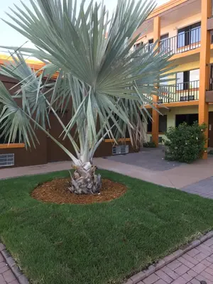 a palm tree in front of a building at Days Inn by Wyndham N Orlando/Casselberry in Orlando