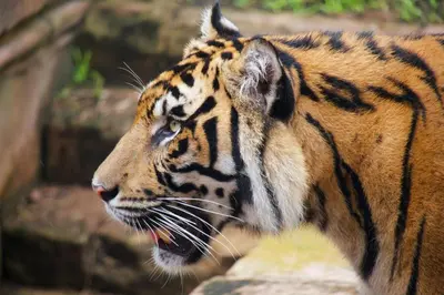 a close up of a tiger standing on a rock at Holiday Inn & Suites Orlando - I-Drive - Theme Parks by IHG in Orlando