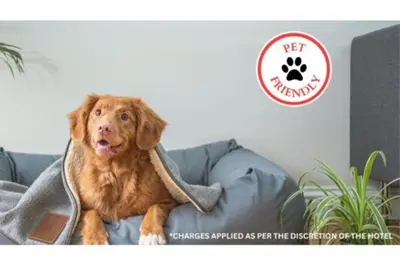a dog sitting on a couch with a blanket at Arrow Motel by OYO Near Downtown in Orlando