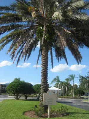 a palm tree in a park with a sign at Monumental Hotel Orlando in Orlando