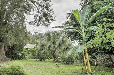 a palm tree in the middle of a field at Spacious Central Florida Home Family Friendly! in Orlando