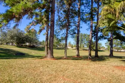 a group of palm trees in a park at 5 Bedroom 3 and half Bathroom Luxury Villa at Windsor Palms in Kissimmee