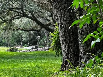a tree in the grass next to a field at Hidden City Riverfront Apt Near Lakes Golf & Disney in Kissimmee